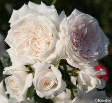Kordes NewFlora — K and M Nursery